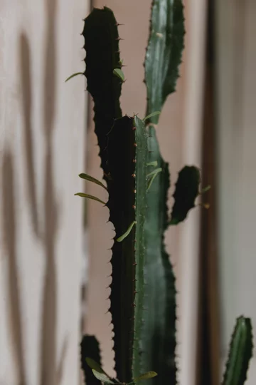 Śródziemnomorski klimat w pochmurnym Londynie, projekt Red Deer downloadfor.press, red deer