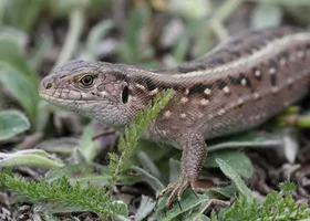 Miniatura: Znasz zwierzęta mieszkające w Polsce?...