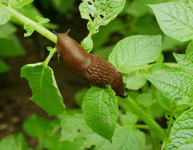 Miniatura: Zdemolują grządkę w jedną noc. Oto ochrona...
