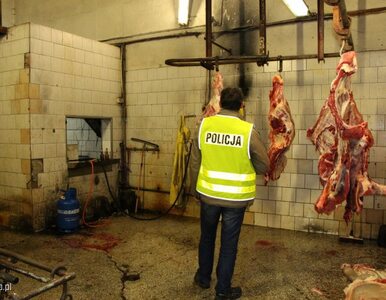 Miniatura: Mięso z nielegalnego uboju trafiało na...