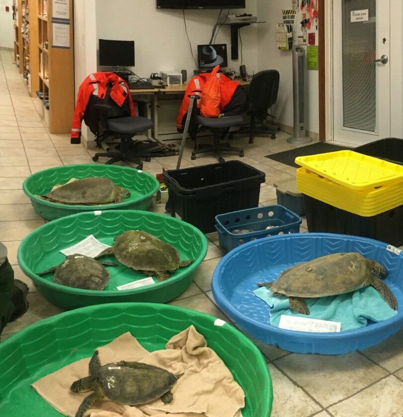Zima w USA.  Żółwie z wyspy Padre zostały schowane do pomieszczeń 