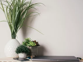 Miniatura: Quiz ortograficzny z nazwami zwierząt. Od...