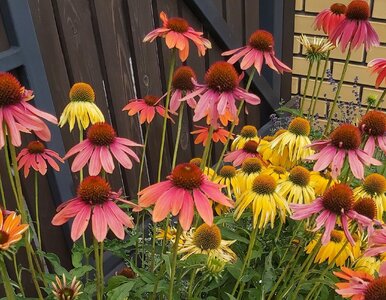 Miniatura: Wlej to pod jeżówki – tylko dwa składniki,...