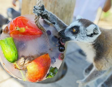 Miniatura: Upały dają się we znaki także zwierzętom....