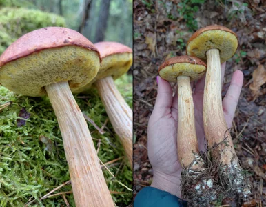 Miniatura: Inwazyjny grzyb w polskich lasach. Leśnicy...