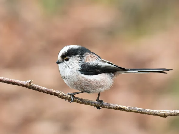 Miniatura: QUIZ. Znasz ptaki żyjące w Polsce? Tylko...