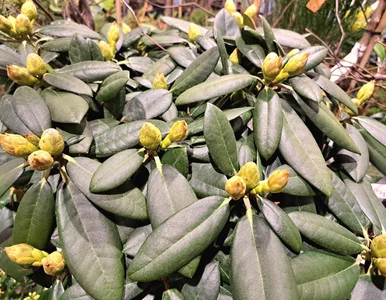 Miniatura: Wsyp 10 łyżek do wody i podlej rododendron...