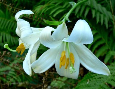Miniatura: Lilie ogrodowe, jak i kiedy je sadzić,...