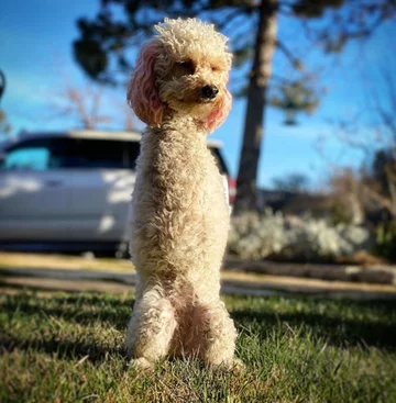 Piesek o imieniu Cora 