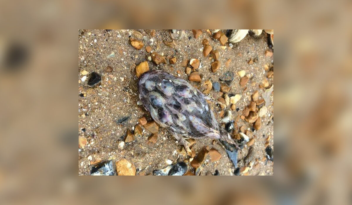 Morskie stworzenia wyrzucone na plaże dystryktu Thanet w hrabstwie Kent 