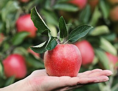 Miniatura: Jabłko – właściwości, wartości odżywcze,...