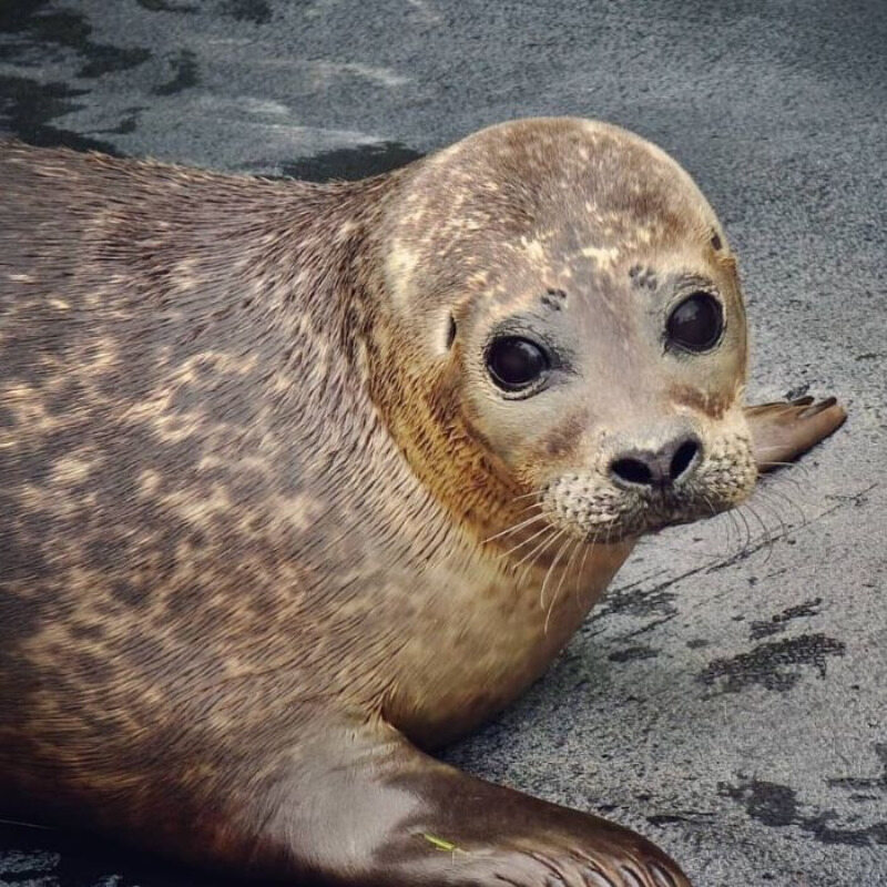 Foka uratowana przez organizację Seal Rescue Ireland 