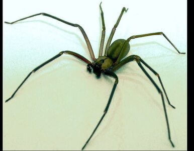 Miniatura: Jadowite pająki atakują na Francuskiej...