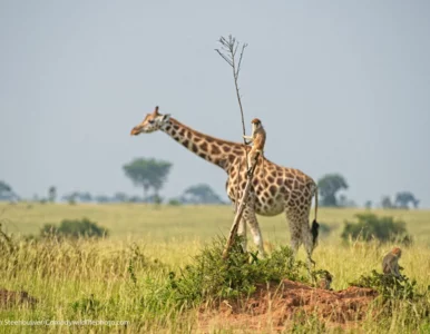 Miniatura: Zobaczcie najzabawniejsze zdjęcia dzikich...