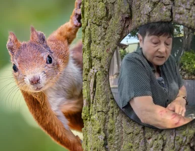 Miniatura: Pięć osób rannych, dwie w szpitalu....