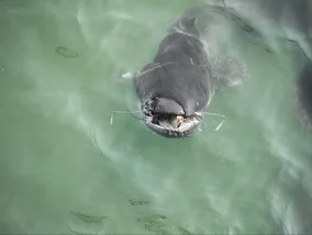 Miniatura: Polak złowił gigantycznego suma w Odrze....