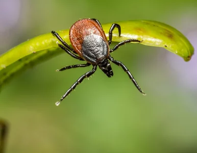 Miniatura: Sezon na kleszcze trwa. Wszystko, co...