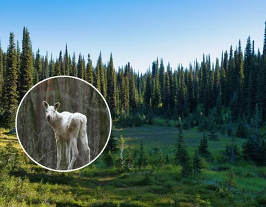 Miniatura: Niecodzienne spotkanie w polskiej puszczy....