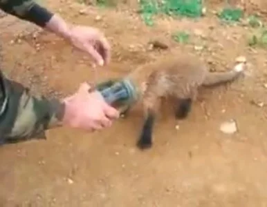 Miniatura: Lis utknął w słoiku. Uratowali go Rosjanie