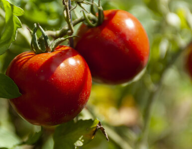 Miniatura: Posadź to przy pomidorach. Będą zdrowsze i...