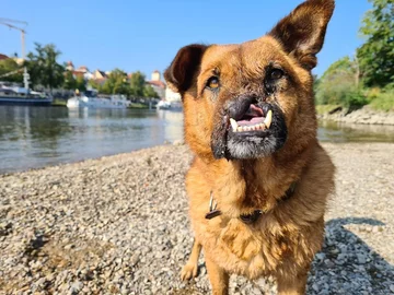 Piesek o imieniu Juri 