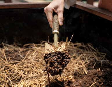 Miniatura: Kompost i siarczyste mrozy. Co zrobić z...