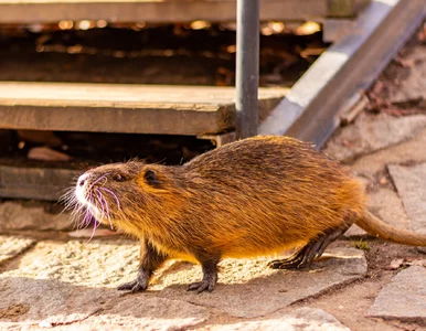 Miniatura: Szczury w mieszkaniach i na balkonach....