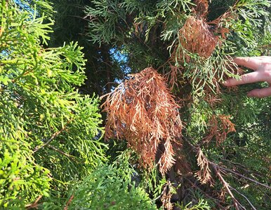 Miniatura: Twoje tuje brązowieją? Ten domowy oprysk...