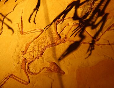 Miniatura: Najstarszy dinozaur od dziesięcioleci leży...