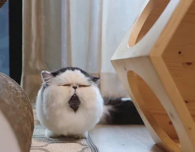 Miniatura: Kot o idealnie kulistym kształcie i do...