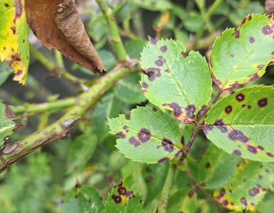 Miniatura: Czarne plamy znikną z róż w kilka dni –...