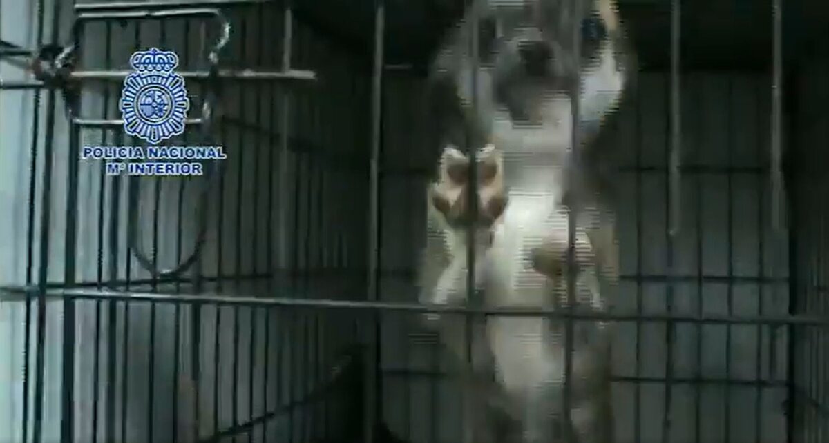 Policyjna akcja w nielegalnej hodowli psów 