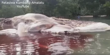 Rozkładające się szczątki ogromnego zwierzęcia 