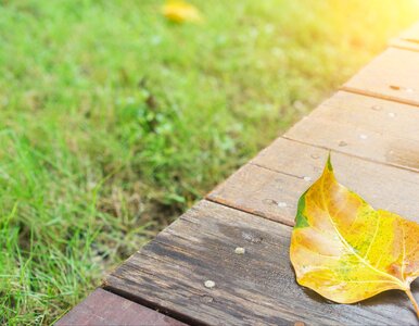 Miniatura: Twój trawnik żółknie? Ostatnia szansa...