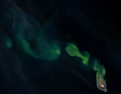 Miniatura: Skąd wzięły się zielone smugi na morzu?...