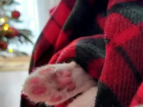 Miniatura: Boże Narodzenie z&nbsp;czworonogiem....