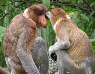 Miniatura: Polacy chcą nosaczy. Dyrekcja zoo...