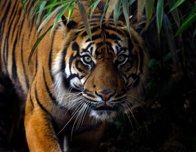 Miniatura: Borneo. Ucieczka tygrysów z zoo. Zginął...