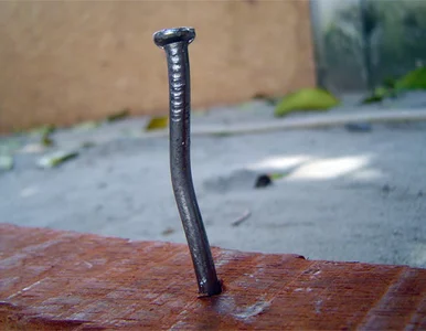 Miniatura: Niezniszczalny? Przeżył mimo gwoździa w sercu