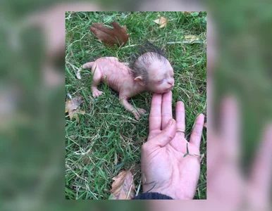 Miniatura: „Jestem w tajnym laboratorium”. Internauci...