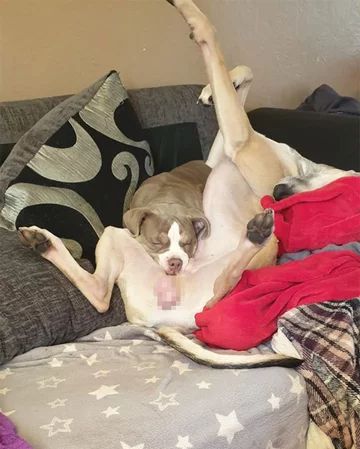 Psia drzemka w nietypowej pozycji 