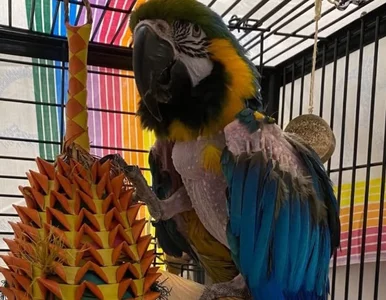 Miniatura: Wyłysiały, 20-letni i niezwykle wulgarny....