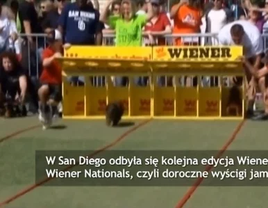 Miniatura: Jamniki ścigały się w San Diego