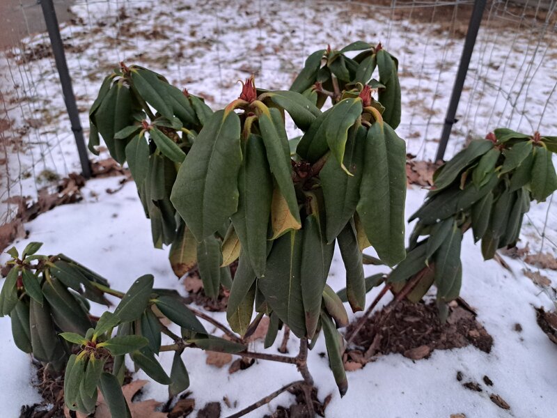 Rododendron zimą