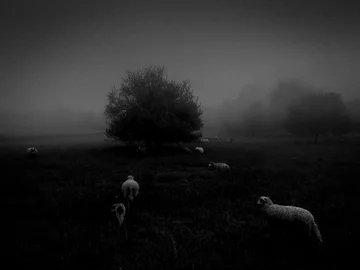 Kategoria „Natura" - Sukru Mehmet Omur Tuluza, Francja. Poranna mgła