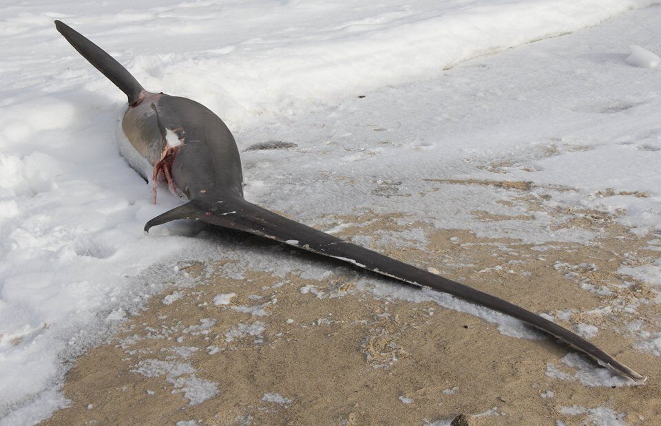 Atak zimy w USA. Przy Cape Cod zamarzają rekiny 