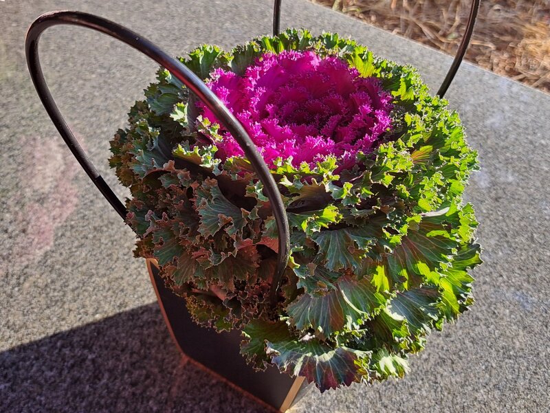 Kapusta ozdobna zachowuje intensywne kolory nawet podczas mroźnej jesieni i&nbsp;świetnie zdobi pomniki przez wiele tygodni