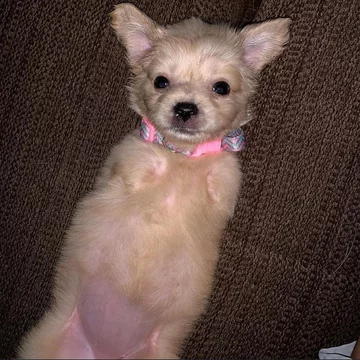Suczka Gracie 