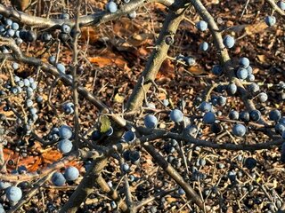 Tarnina jesienią – odporna, dekoracyjna i pełna zdrowych owoców, które najlepiej smakują po przymrozkach