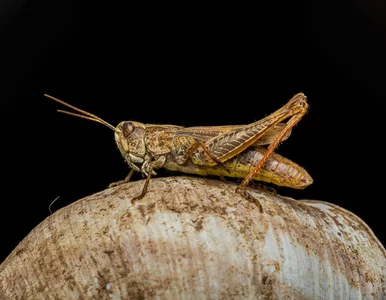 Miniatura: Dlaczego owady wchodzą do domów jesienią?...